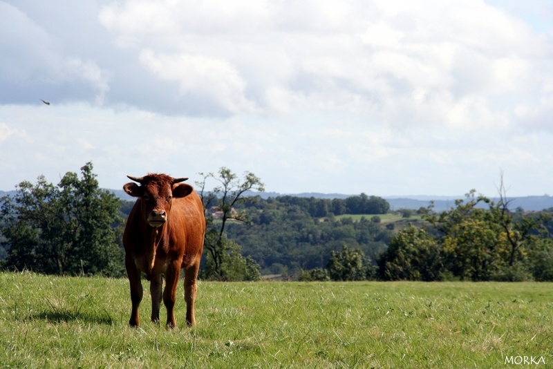 Vache en Dordogne