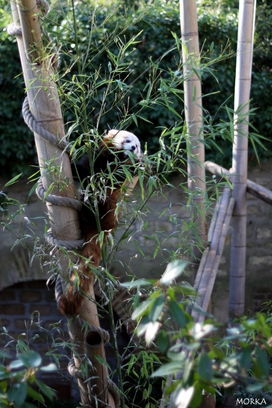 Panda roux, Ménagerie du Jardin des Plantes de Paris