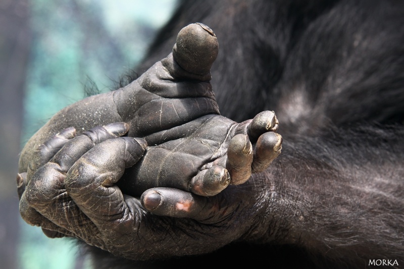 Chimpanzé, Zoo de Beauval
