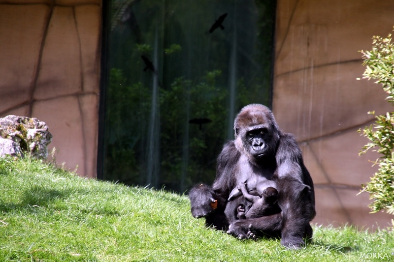 Gorille, Zoo de Beauval