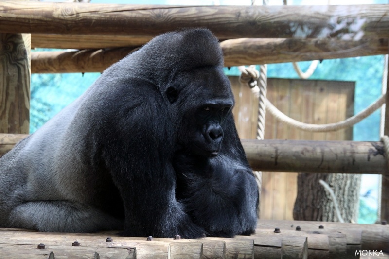 Gorille, Zoo de Beauval