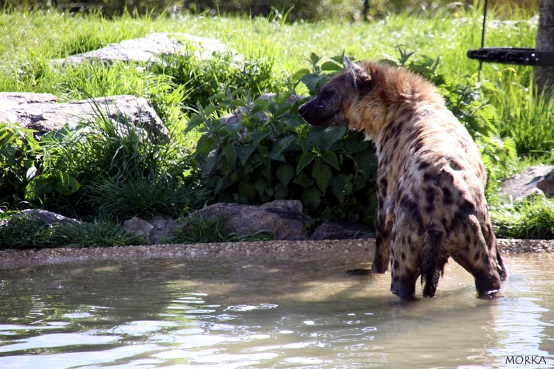 Hyène, Zoo de Beauval