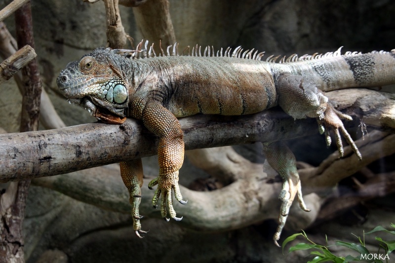 Iguane commun, Zoo de Beauval