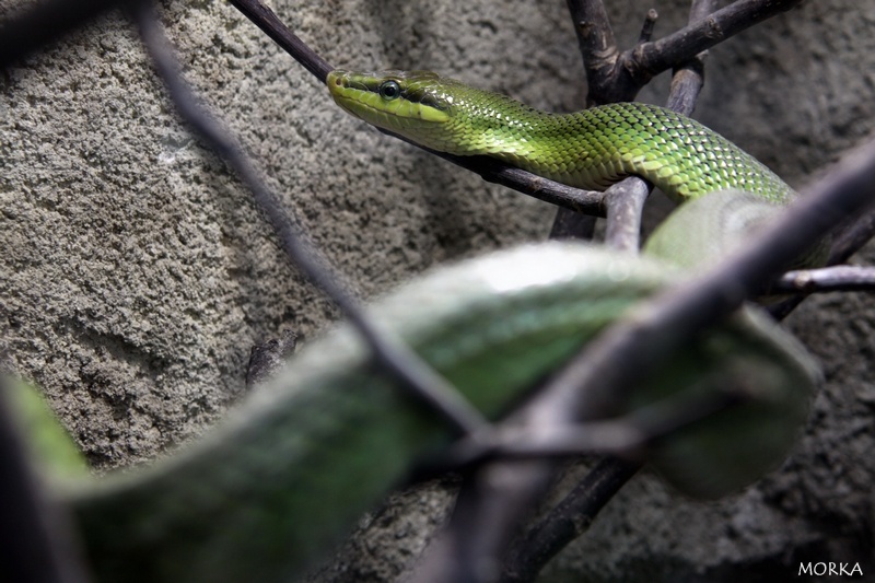 Serpent-ratier vert à queue rouge, Zoo de Beauval