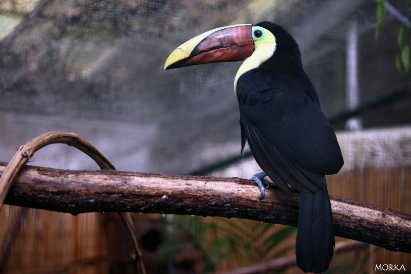 Toucan de Swainson, Zoo de Beauval