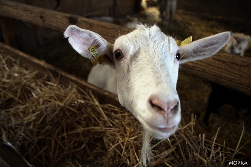 Chèvre de la ferme de la Doudou (91)