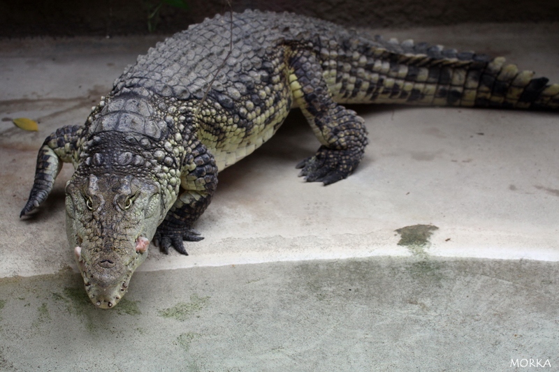 Crocodile du Nil, Ménagerie du Jardin des Plantes de Paris