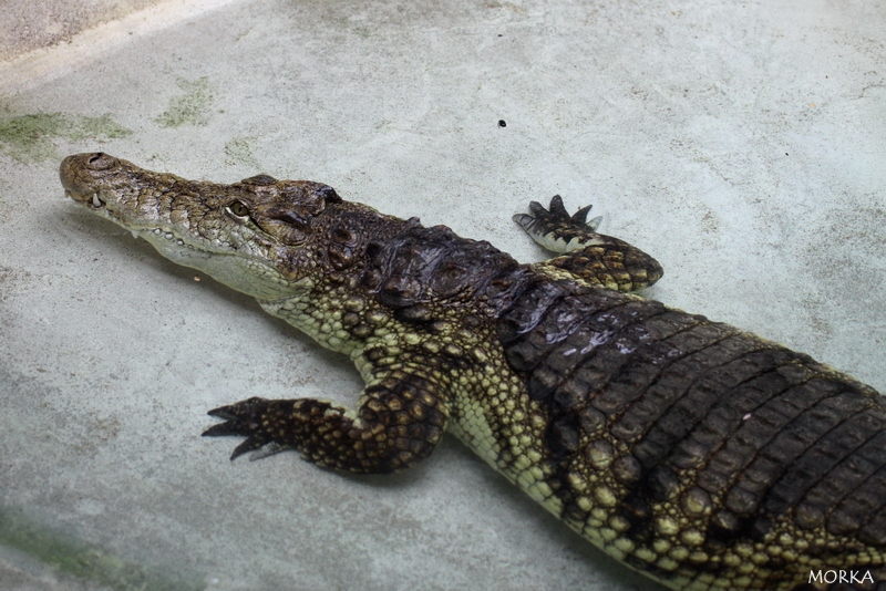 Crocodile du Nil, Ménagerie du Jardin des Plantes de Paris