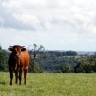 Vache en Dordogne
