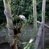 Panda roux, Ménagerie du Jardin des Plantes de Paris