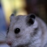 Punkie (Hamster)
