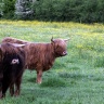 Vaches écossaises