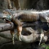 Iguane commun, Zoo de Beauval