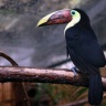Toucan de Swainson, Zoo de Beauval