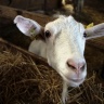 Chèvre de la ferme de la Doudou (91)