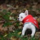 Hoxane, French bulldog (8 weeks)