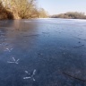 Empreintes d'oiseaux sur le lac d'Ollainville gelé