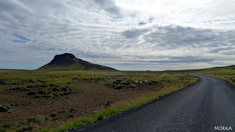Moutons en Islande