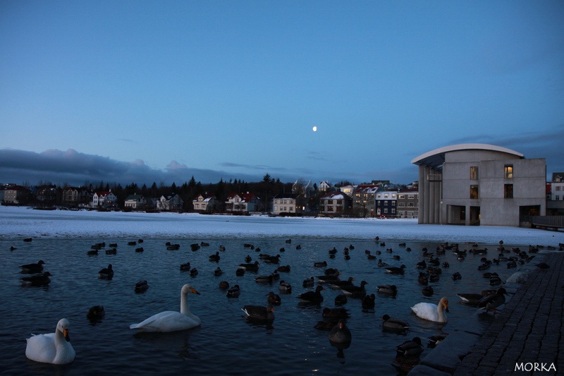 Lac Tjörnin, Reykjavík